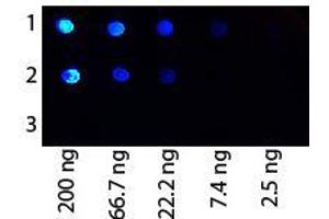 Image no. 1 for anti-Protein G antibody (FITC) (ABIN5596973) (Protein G antibody  (FITC))