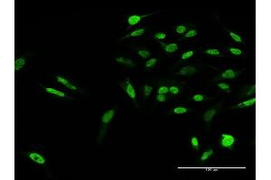 Immunofluorescence of purified MaxPab antibody to KLF15 on HeLa cell. (KLF15 antibody  (AA 1-416))