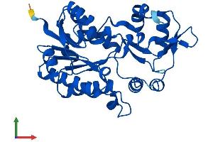 Protein Structure (PS) image for NmrA-Like Family Domain Containing 1 (NMRAL1) (AA 1-299) protein (His tag) (ABIN7549836)