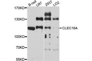 Western blot analysis of extract of various cells, using CLEC16A antibody. (CLEC16A antibody)