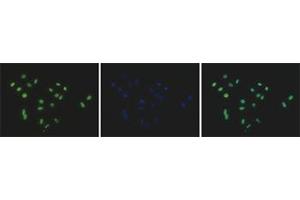 Immunofluorescent staining of Hela cell line with antibody followed by an anti-rabbit antibody conjugated to Alexa488 (left). (HIST3H2A antibody  (C-Term))