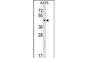 SUGT1 Antibody (C-term) (ABIN1537143 and ABIN2850187) western blot analysis in  cell line lysates (35 μg/lane).