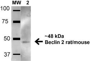 Western blot analysis of Mouse Brain cell lysates showing detection of 48. (Beclin 2 antibody  (AA 410-421) (Atto 594))