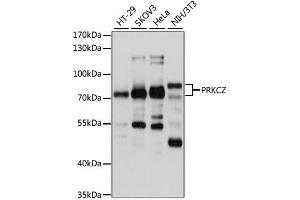 Western blot analysis of extracts of various cell lines, using PRKCZ antibody (ABIN2564714) at 1:1000 dilution. (PKC zeta antibody)