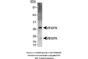 Image no. 1 for anti-Vascular Endothelial Growth Factor A (VEGFA) (AA 150-250), (Internal Region) antibody (ABIN363519)