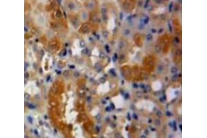 IHC-P analysis of Kidney tissue, with DAB staining. (PLAU antibody  (AA 21-168))