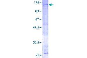 ANAPC2 Protein (AA 1-822) (GST tag)