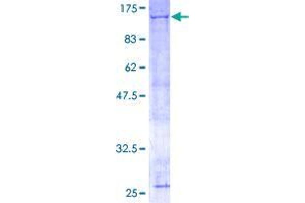 ANAPC2 Protein (AA 1-822) (GST tag)