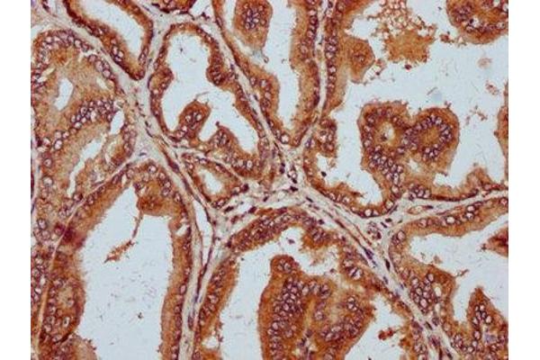 STT3B antibody  (AA 682-809)
