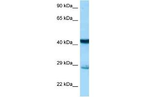 WB Suggested Anti-Stx7 Antibody Titration: 1. (Syntaxin 7 antibody  (N-Term))