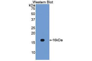 Western blot analysis of the recombinant protein. (Caveolin-1 antibody  (AA 2-104))