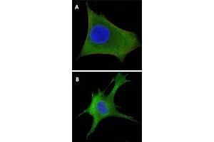 Immunofluorescence analysis of HeLa (A) and 3T3-L1 (B) cells using WNT1 monoclonal antibody, clone 10C8  (green). (WNT1 antibody)
