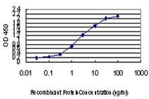 Detection limit for recombinant GST tagged CDK8 is approximately 0. (CDK8 antibody  (AA 375-464))