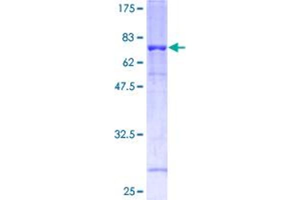 Flotillin 1 Protein (FLOT1) (AA 1-427) (GST tag)