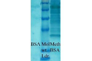 Western blot analysis of Bovine serum albumin showing detection of Methylated Lysine protein using Rabbit Anti-Methylated Lysine Polyclonal Antibody (ABIN5650776). (Lysine (lys) (methylated) antibody)