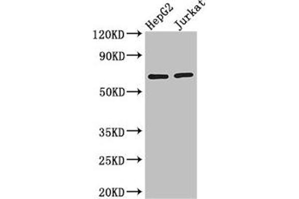 RUNX1T1 antibody  (AA 416-525)