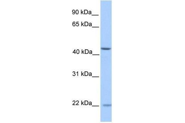 ZNF485 antibody  (N-Term)