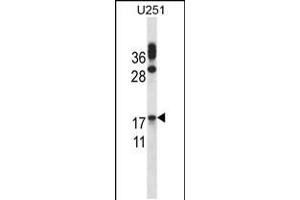 Western blot analysis in U251 cell line lysates (35ug/lane). (CGB antibody  (AA 63-90))