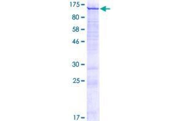 CATSPER1 Protein (AA 1-780) (GST tag)