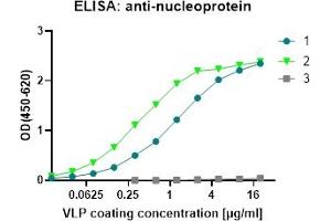 ELISA: anti-Nucleoprotein 1: (ABIN7538787) VLP_SARS-CoV-2 (M+E+N) 2: (ABIN7538786) VLP_SARS-CoV-2 (S+M+E+N) 3: (ABIN7538802) VLP_Norovirus GII. (SARS-CoV-2 Spike-, Membrane-, Envelope-, Nucleoprotein protein-VLP)