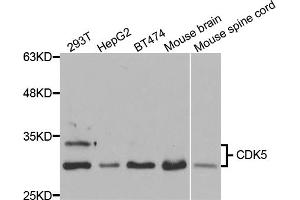 Western blot analysis of extracts of various cell lines, using CDK5 antibody (ABIN5973358) at 1/1000 dilution. (CDK5 antibody)