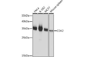 Western blot analysis of extracts of various cell lines, using CDK2 Rabbit pAb  at 1:1000 dilution. (CDK2 antibody)
