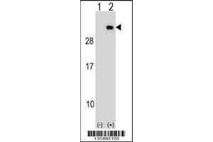 Western blot analysis of PGRMC2 using rabbit polyclonal PGRMC2 Antibody using 293 cell lysates (2 ug/lane) either nontransfected (Lane 1) or transiently transfected (Lane 2) with the PGRMC2 gene. (PGRMC2 antibody  (C-Term))