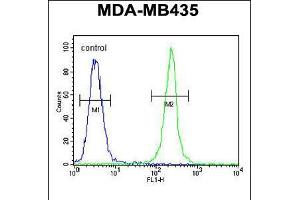 Flow cytometric analysis of MDA-MB435 cells (right histogram) compared to a negative control cell (left histogram).