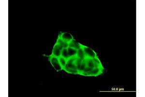 Immunofluorescence of purified MaxPab antibody to CACNG3 on 293 cell. (CACNG3 antibody  (AA 1-315))