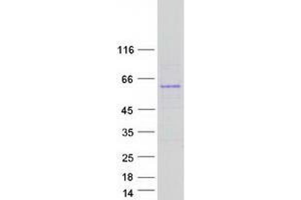 TMX3 Protein (Myc-DYKDDDDK Tag)