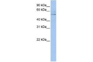 WB Suggested Anti-RUNX1 Antibody Titration:  0. (RUNX1 antibody  (Middle Region))
