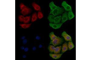 ABIN6258794 and ABIN6275896 staining Hela cells by IF/ICC. (FAM3D antibody  (C-Term))