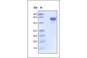 Human CD40, Fc Tag (HPLC-verified) on SDS-PAGE under reducing (R) condition. (CD40 Protein (CD40) (AA 21-193) (Fc Tag))