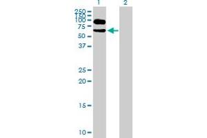 Western Blot analysis of ITFG1 expression in transfected 293T cell line by ITFG1 MaxPab polyclonal antibody. (ITFG1 antibody  (AA 1-612))