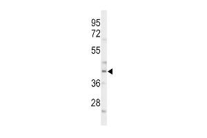 Western blot analysis of CEB Antibody (C-term) (ABIN653431 and ABIN2842875) in mouse liver tissue lysates (35 μg/lane). (CEBPA antibody  (C-Term))