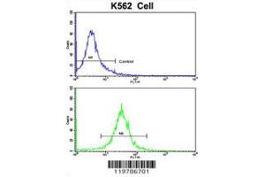 Flow cytometric analysis of K562 cells using CFHL1 Antibody (bottom histogram) compared to a negative control cell (top histogram).