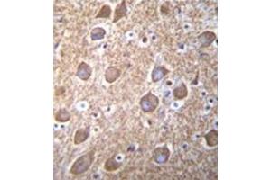 Formalin fixed, paraffin embedded human brain tissue stained with RASGRP2 Antibody (N-term) followed by peroxidase conjugation of the secondary antibody and DAB staining. (RASGRP2 antibody  (N-Term))