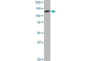 EIF4ENIF1 MaxPab polyclonal antibody. (EIF4ENIF1 antibody  (AA 1-985))