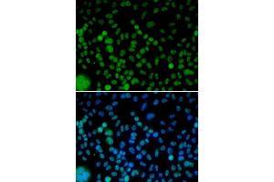 Immunofluorescence (IF) image for anti-Interferon Regulatory Factor 2 (IRF2) (AA 120-349) antibody (ABIN3023367) (IRF2 antibody  (AA 120-349))