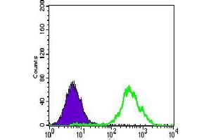 Flow cytometric analysis of HeLa cells using ACLY mouse mAb (green) and negative control (purple). (ACLY antibody  (AA 306-502))