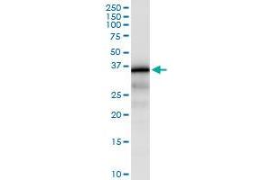 Immunoprecipitation of ZNF346 transfected lysate using anti-ZNF346 MaxPab rabbit polyclonal antibody and Protein A Magnetic Bead , and immunoblotted with ZNF346 purified MaxPab mouse polyclonal antibody (B01P) . (ZNF346 antibody  (AA 1-294))