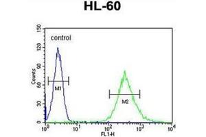Flow cytometric analysis of HL-60 cells using ENASE Antibody  (right histogram) compared to a negative control cell (left histogram). (ENGASE antibody  (Middle Region))