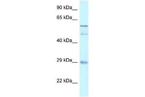Western Blot showing GFRA4 antibody used at a concentration of 1 ug/ml against 721_B Cell Lysate