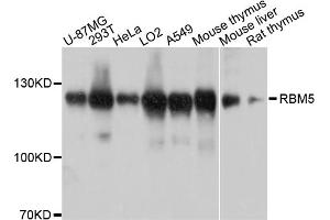 Western blot analysis of extracts of various cell lines, using RBM5 antibody (ABIN4904972) at 1:1000 dilution. (RBM5 antibody)