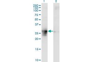 Western Blot analysis of FAM3B expression in transfected 293T cell line by FAM3B monoclonal antibody (M07), clone 1E7. (FAM3B antibody  (AA 1-235))