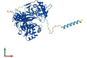 AlphaFold protein structure predicition of Mouse Recombinant Gk2 Protein, UniprotID Q9WU65 (GK2 Protein (AA 1-554) (His tag))