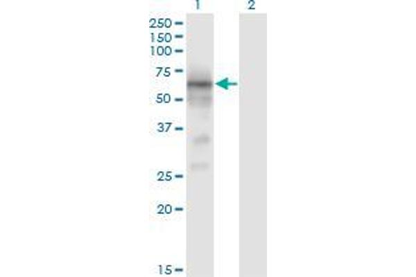 BACE1 antibody  (AA 22-501)