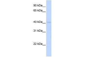 WB Suggested Anti-RAD9A Antibody Titration:  0. (RAD9A antibody  (C-Term))