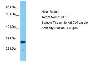 Host:  Rabbit  Target Name:  KLK6  Sample Type:  Jurkat Whole Cell lysates  Antibody Dilution:  1. (Kallikrein 6 antibody  (N-Term))