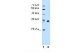 Image no. 1 for anti-Arginine-Fifty Homeobox (ARGFX) (AA 101-150) antibody (ABIN341629) (ARGFX antibody  (AA 101-150))
